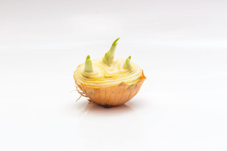first spring onion vegetables growing on white background
