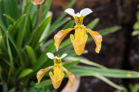 Yellow orchid, Beautiful Paphiopedilum, Paphiopedilum villosum of Thailand (Gratrixianum Guillaumin)の写真素材
