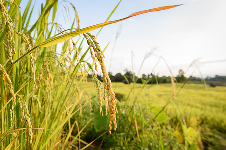 Close up of spike rice in Rice fields at Ban Pa Bong Piang,Mae Cham, Chiang Mai, The most beautiful rice terrace in Thailandの写真素材