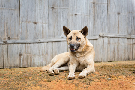 Dog half asleep on ground with the old bamboo wall house backgroundの写真素材