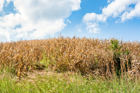dead corn field after harvest seasonの写真素材