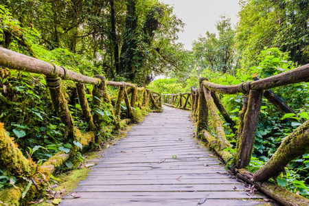 Moss around the wooden walkway in rain forest, bridge in to the jungle , doi inthanon national park in chiang mai province, Thailandの写真素材