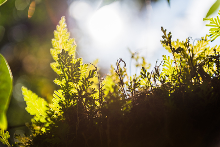 Rim light of leaf in natureの写真素材