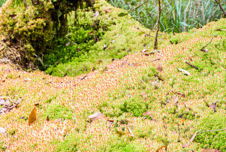Moss sphagnum , wildflower in rainforest at Doi Inthanon National Park in Chiang Mai, Thailandの写真素材