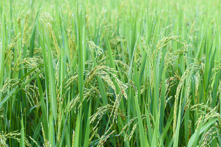 dew on green spike rice in Rice fields at Ban Pa Bong Piang,Mae Cham, Chiang Mai, The most beautiful rice terrace in Thailandの写真素材