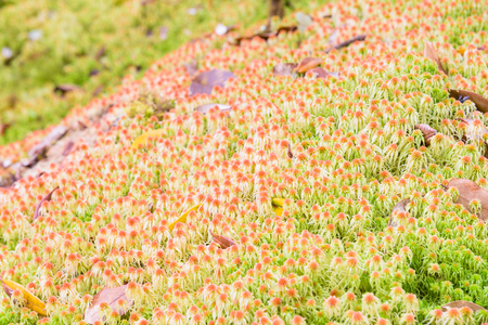 Moss sphagnum , wildflower in rainforest at Doi Inthanon National Park in Chiang Mai, Thailandの写真素材