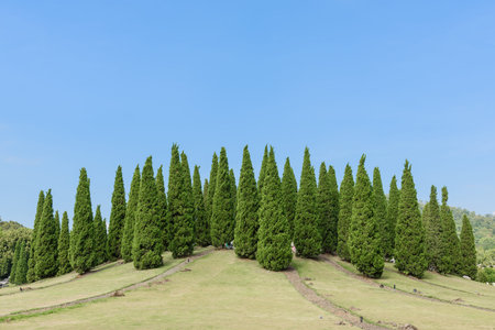 Beautiful pines in royal flora garden with blue skyの写真素材