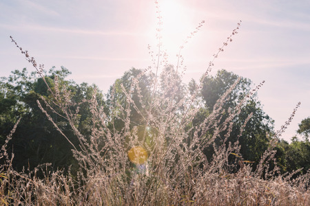 grass flower with morning sunlightの写真素材
