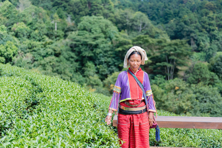 Chiangmai,Thailand - December 6: unidentified karen tribal,workers collect the tea leaves at tea field highland in Chiangmai 6 December 2015. Tea in Chiangmai is organic tea and good flavor and smellのeditorial素材