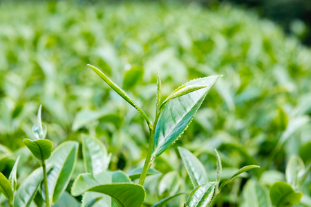 Green tea bud and fresh leaves, Tea plantationsの写真素材