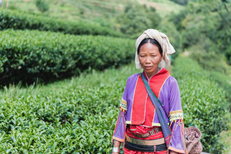 Chiangmai,Thailand - December 6: unidentified karen tribal,workers collect the tea leaves at tea field highland in Chiangmai 6 December 2015. Tea in Chiangmai is organic tea and good flavor and smellのeditorial素材
