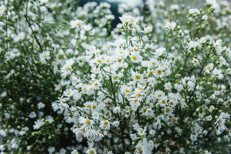 Daisy flower background. Daisy is a flower of Asteraceae familyの写真素材