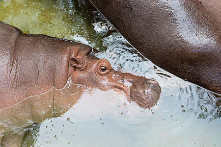close up hippo sleep in water at zooの写真素材