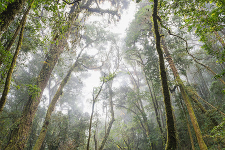 forest trees, nature green wood sunlight backgrounds, doi inthanon national park in chaing mai,...