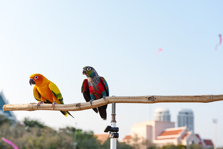 Beautiful and colorful parrotの写真素材