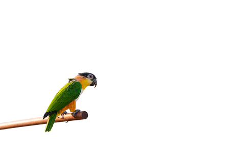 Beautiful and colorful parrot on isolatedの写真素材