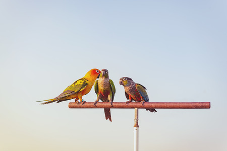 Beautiful and colorful parrotの写真素材