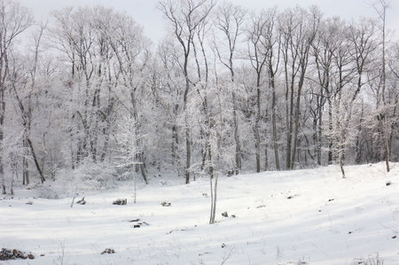 A valley in Mecsek -Hungary is overspreaded with snow