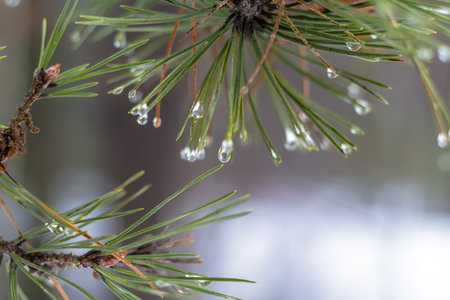 Pine branches with raindrops on green needles