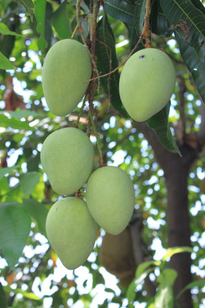 mango
