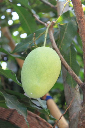 mango