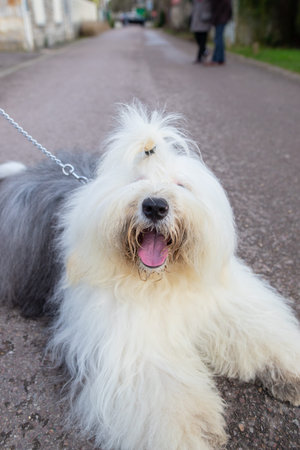 Portrait of a white fluffy dog on a leash in the streetの写真素材