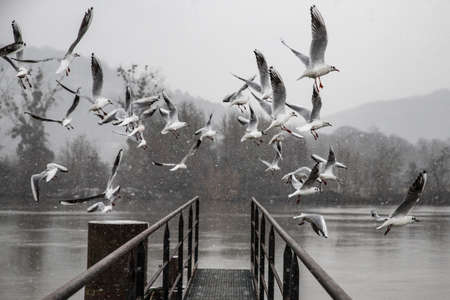 Seagulls flying over the lake in winter. Black Sea.の写真素材