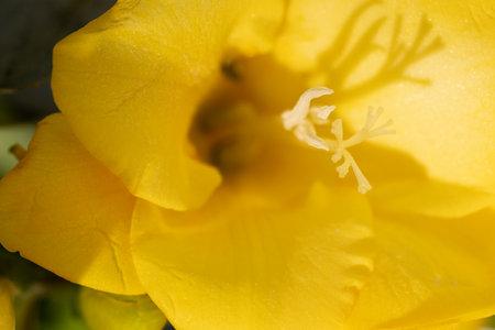 Close up of a yellow freesia flower. Macro shot with shallow depth of field.の写真素材