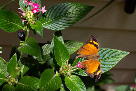 Butterfly on a flower in the garden. Close up.
