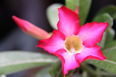 a kind of flower in Thailandの写真素材