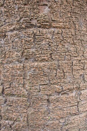 Bark in Bundeena Australiaの写真素材