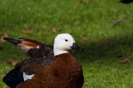 Paradise shelduck at Western Springs, Auckland, New Zealandの写真素材