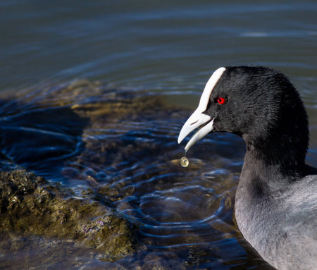 Australian coot Fulica atra at a pondの写真素材