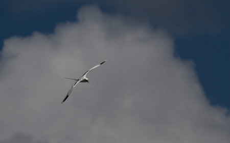 White-tailed tropicbird in flight on a sunny day in the Pacific gliding with its long tail streaming...
