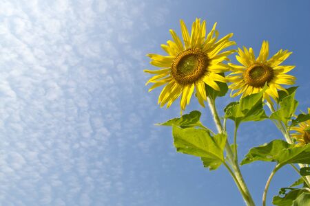 Twin sunflowers in the sunny day with blue skyの写真素材