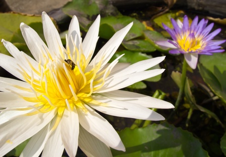 White lotus with beeの写真素材