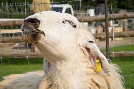 Close up of Smile white sheep 
