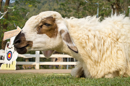 White sheep in the farm