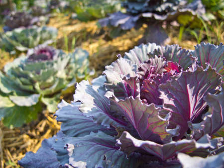 Violet cabbage in the farmの写真素材