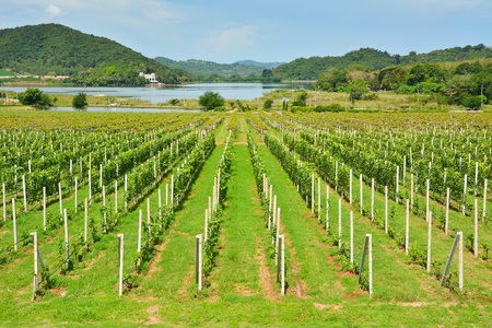Vineyard with lake and hillの写真素材