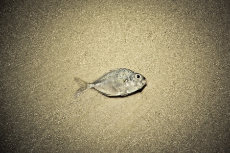 Death fish on the beachの写真素材