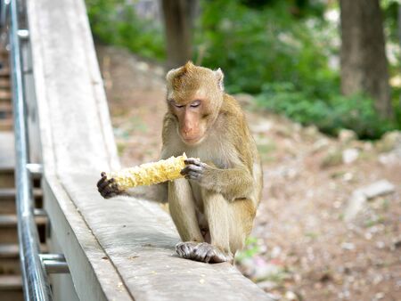 Alone monkey in Thai templeの写真素材
