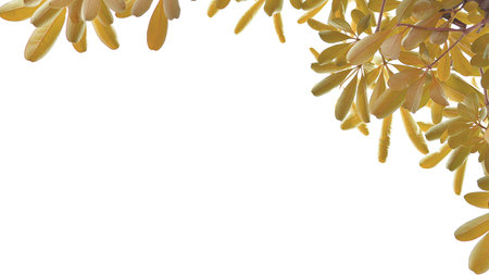 Brown leaf background background with white spaceの写真素材