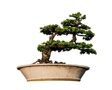 Bonsai Tree isolated on whiteの写真素材