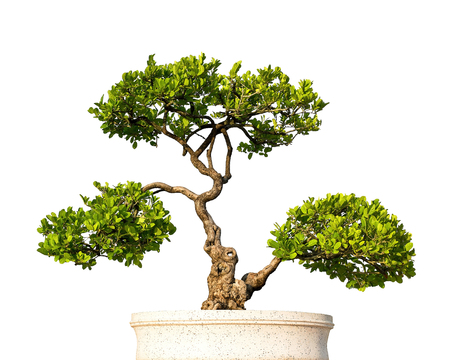 Bonsai Tree isolated on whiteの写真素材