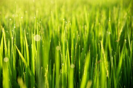 Paddy rice field in the morning backgroundの写真素材
