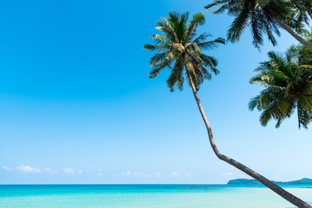 Summer nature scene. Tropical beach with sea, blue sky and palm trees, Kood island is located in the South East part of Thailand. Beautiful sea and white sand beach.の写真素材