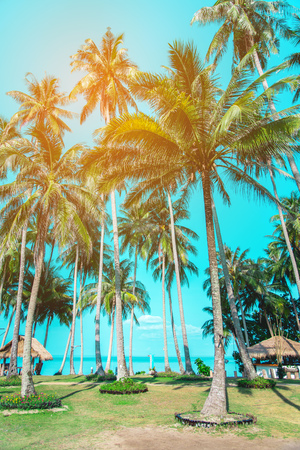 Summer nature scene. Tropical beach with sea wave on the sand and palm treesの写真素材