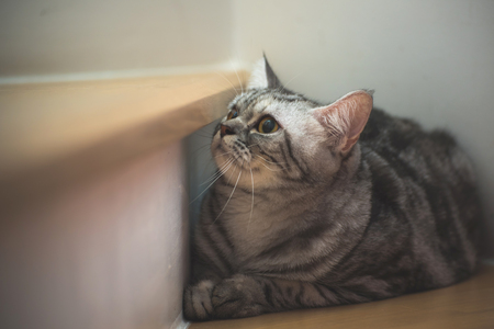Lovely catの写真素材