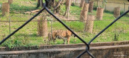 Tiger in the zoo. Tiger in the cage. Tiger in captivity.